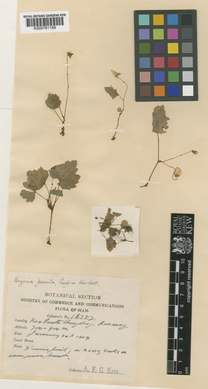 B. pumila